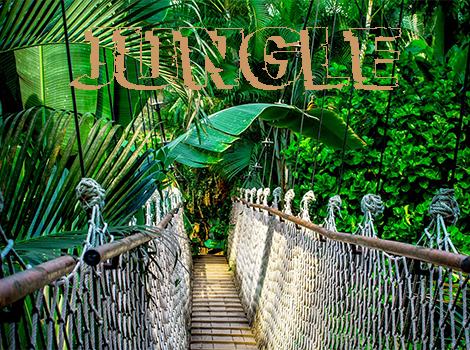 Vignette accueil Jungle
